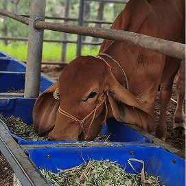 Produk daging segar Mazashi